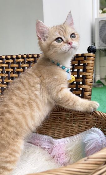 ดช.บริติช รูปที่ 2