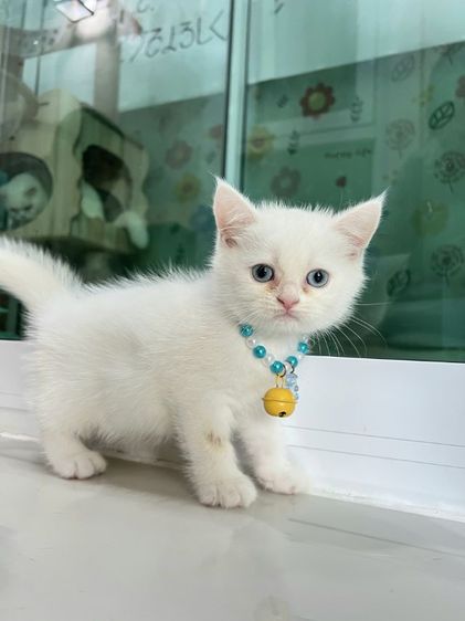 ดช.สก็อตติช รูปที่ 2