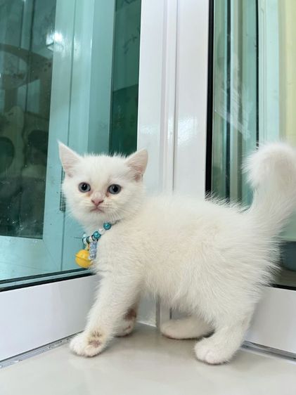 ดช.สก็อตติช รูปที่ 3