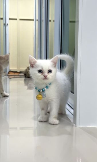 ดช.สก็อตติช