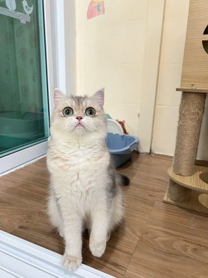 ดช.บริติช ay  รูปที่ 2