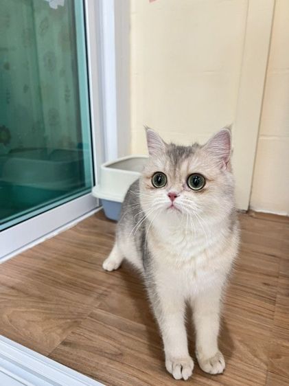 ดช.บริติช ay  รูปที่ 3