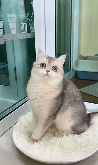 ดช.บริติช ay 