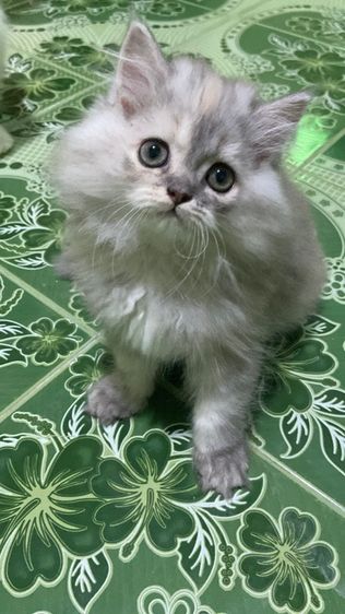 แมวเปอร์เซีย รูปที่ 2