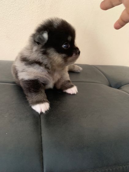 ปอมเมอเรเนียน (Pomeranian) เล็ก สาวน้อยปอมเมอเร่ตาสีฟ้าหน้าหมี