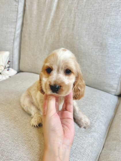 พุดเดิ้ล4 ปอม3 รูปที่ 3