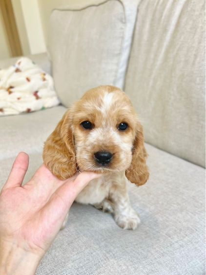 พุดเดิ้ล4 ปอม3 รูปที่ 6