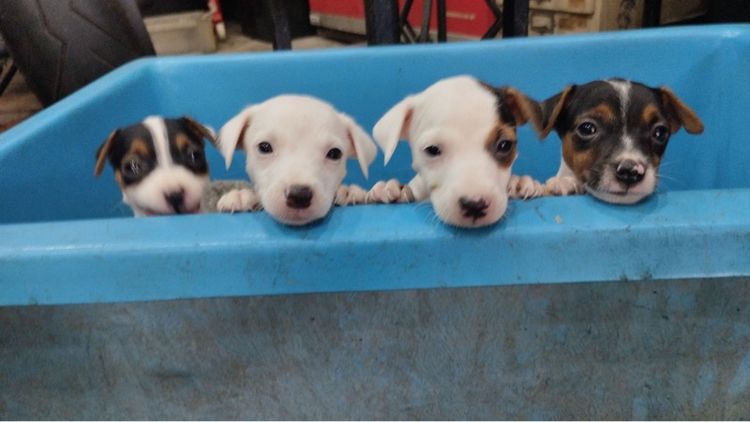 แจ็ค รัสเซลล์ (Jack Russell) เล็ก ลูกสุนัข แจ็ครัสเซลล์