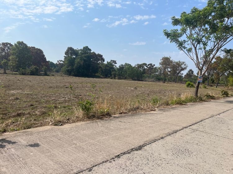 ที่นา3ไร่2งาน15ตรว. รูปที่ 2