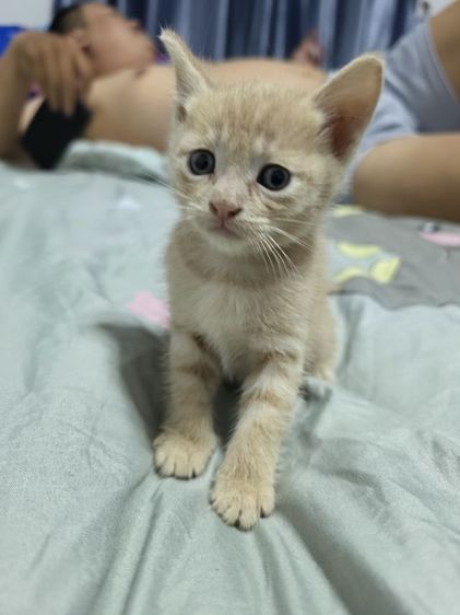 แมว รูปที่ 13