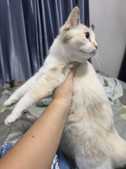 แมว รูปที่ 12