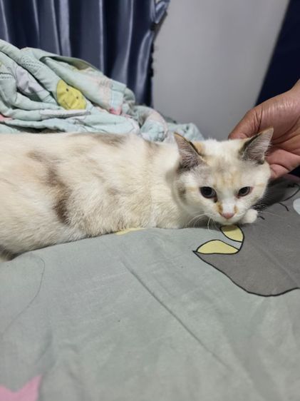 แมว รูปที่ 11