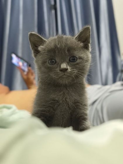 แมว รูปที่ 8