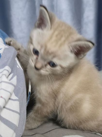 แมว รูปที่ 2