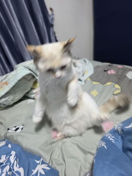 แมว รูปที่ 5