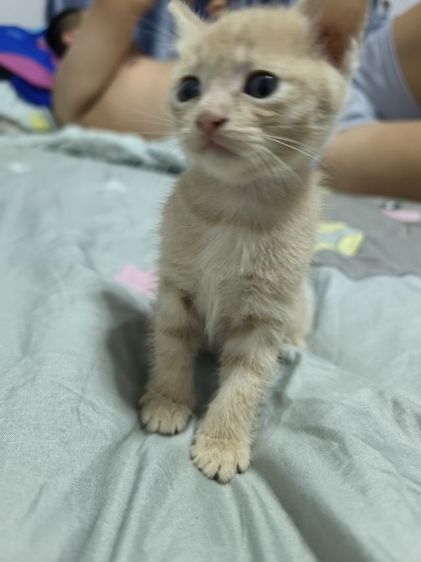 แมว รูปที่ 14