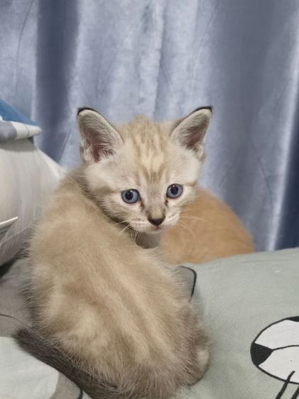 แมว รูปที่ 7