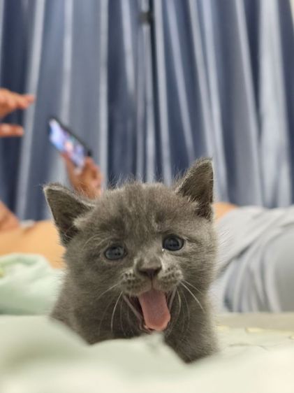 แมว รูปที่ 10