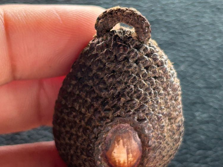 เบี้ยแก้ถักไม่ทราบที่ รูปที่ 3