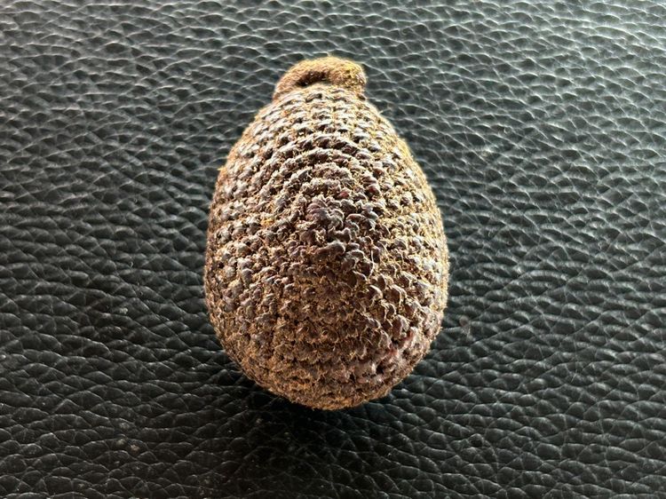 เบี้ยแก้ถักไม่ทราบที่ รูปที่ 16