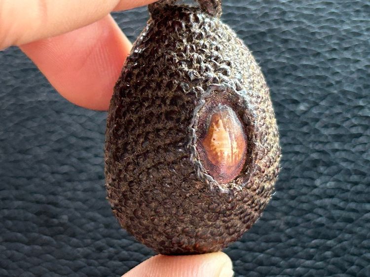 เบี้ยแก้ถักไม่ทราบที่ รูปที่ 14