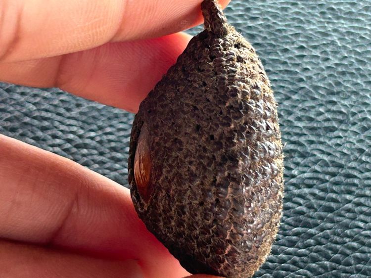 เบี้ยแก้ถักไม่ทราบที่ รูปที่ 5