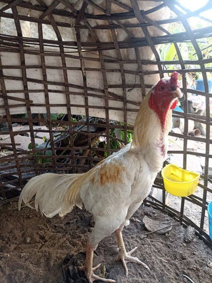 ไก่ชนพม่าง่อน รูปที่ 5
