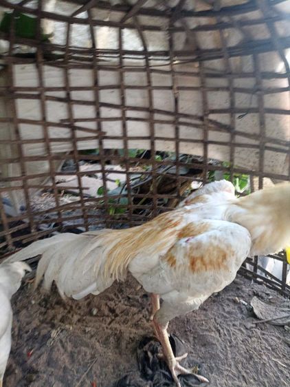 ไก่ชนพม่าง่อน รูปที่ 3