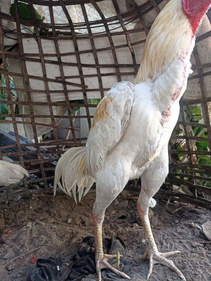 ไก่ชนพม่าง่อน รูปที่ 8