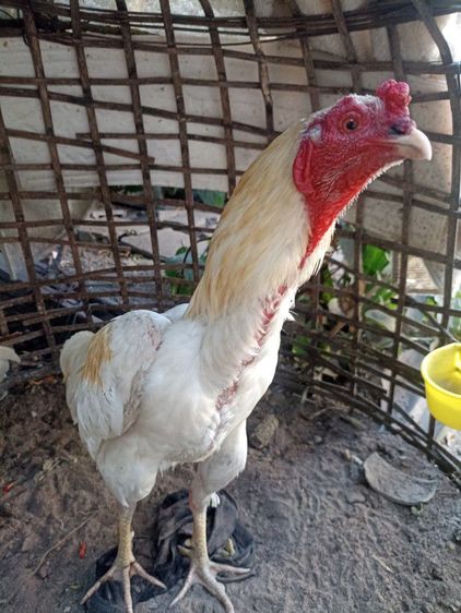 ไก่ชนพม่าง่อน รูปที่ 2