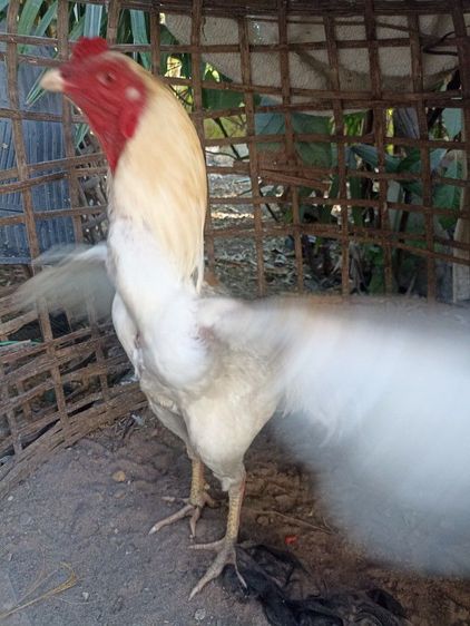 ไก่ชนพม่าง่อน รูปที่ 9