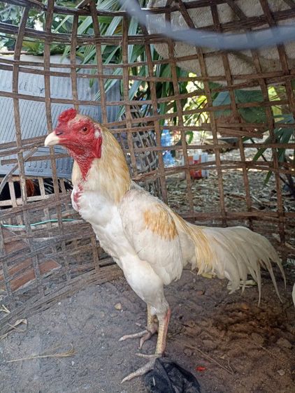 ไก่ชนพม่าง่อน