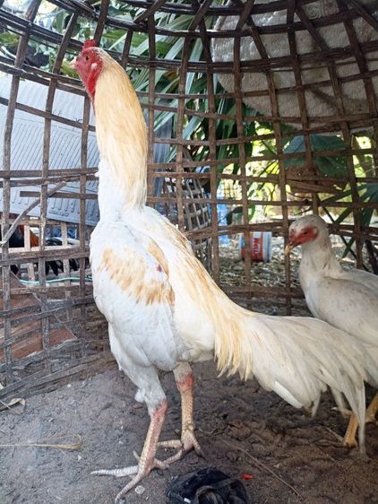 ไก่ชนพม่าง่อน รูปที่ 12