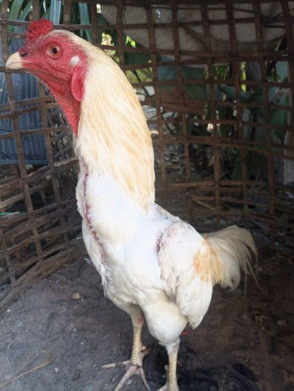 ไก่ชนพม่าง่อน รูปที่ 10