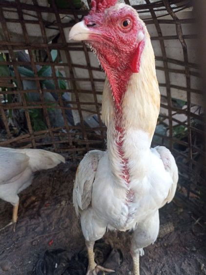 ไก่ชนพม่าง่อน รูปที่ 7