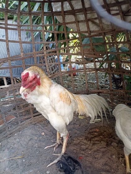 ไก่ชนพม่าง่อน รูปที่ 6