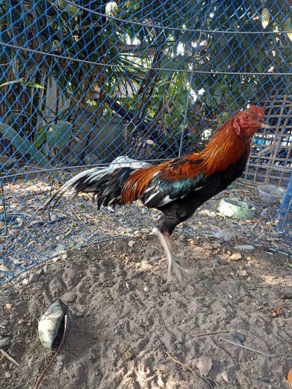 ไก่ชนตัวผู้ รูปที่ 5