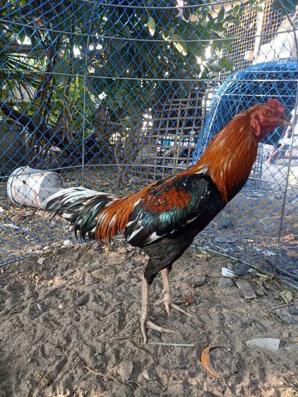 ไก่ชนตัวผู้