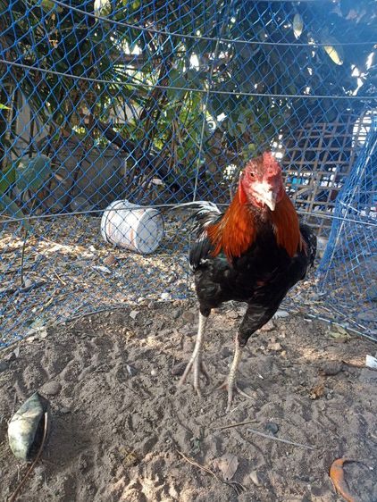 ไก่ชนตัวผู้ รูปที่ 4
