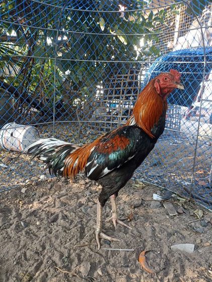 ไก่ชนตัวผู้ รูปที่ 2