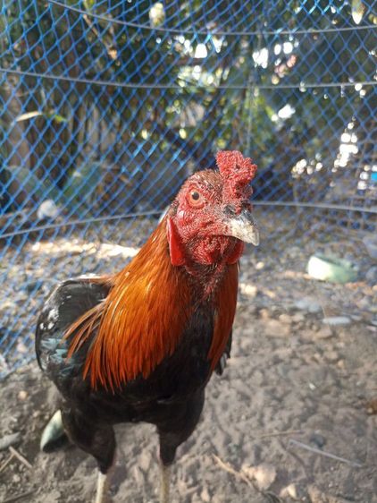 ไก่ชนตัวผู้ รูปที่ 6