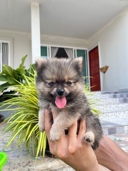 สุนัขปอมเมอเรเนียน รูปที่ 4