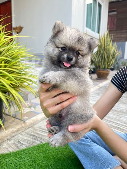 สุนัขปอมเมอเรเนียน รูปที่ 2