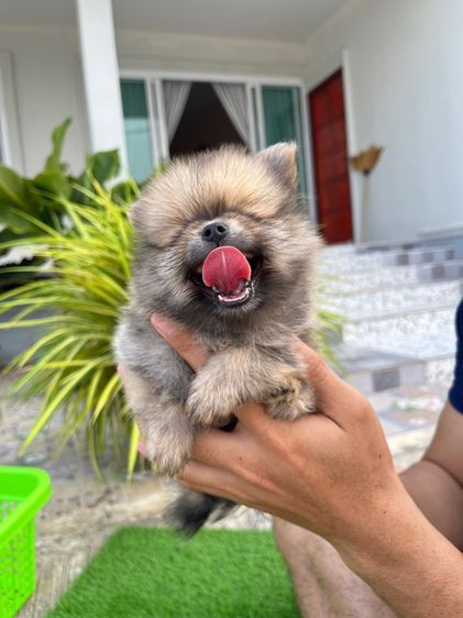 สุนัขปอมเมอเรเนียน