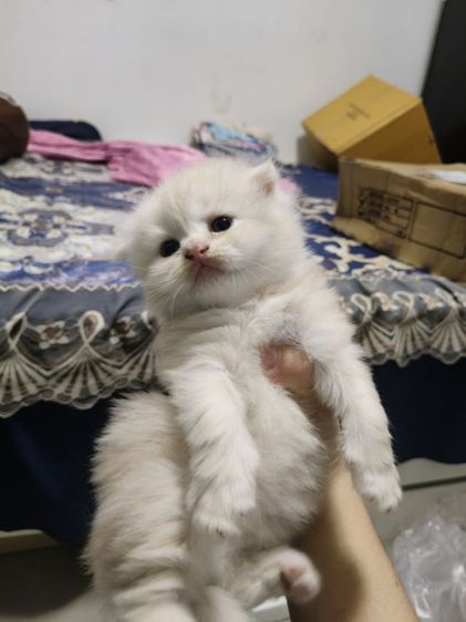 สก็อตติชเพษชาย รูปที่ 4