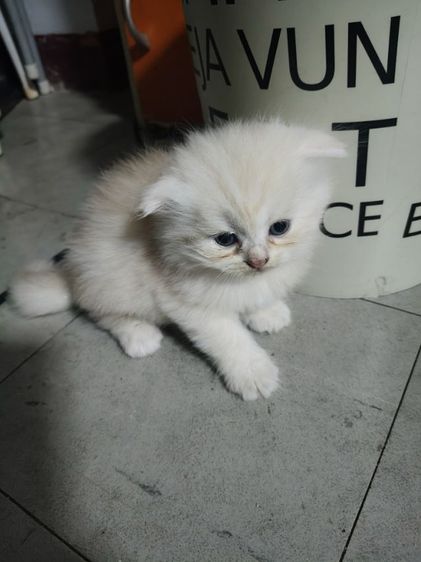 สก็อตติช โฟลด์ (Scottish Fold) สก็อตติชเพษชาย