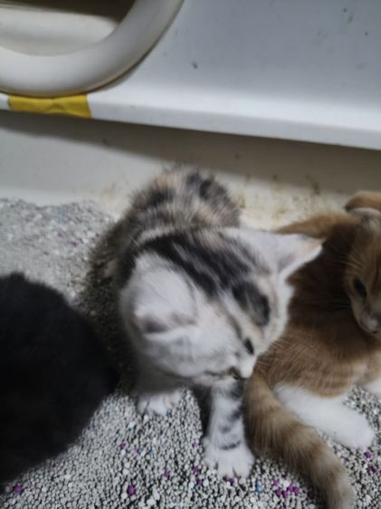 สก็อตติช หญิง รูปที่ 2