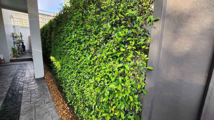 ไทรเกาหลีสูง 220 เมตร