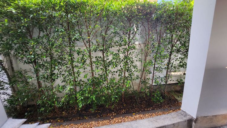 ไทรเกาหลีสูง 220 เมตร รูปที่ 4