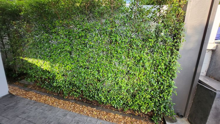 ไทรเกาหลีสูง 220 เมตร รูปที่ 3